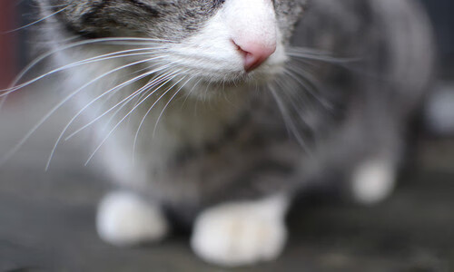 秘鲁前锋闪耀德甲争冠焦点战，助多特蒙德打穿阿森纳式防线